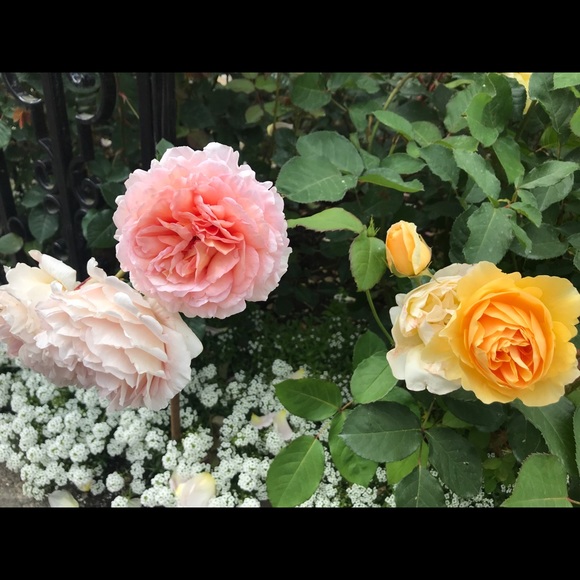 Meet your Posher, Xiaoqing - Picture 1 of 1